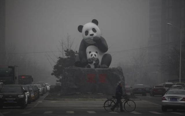 Panda china